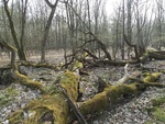 Martwe drewno w rezerwacie Dębina/fot. Sławomir Bełko