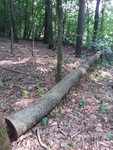 Usunięte w ramach prowadzonych działań drzewo pozostawione do naturalnego rozkładu/ fot. S. Bełko