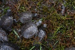 Żółwie błotne/fot. J. Błędowski