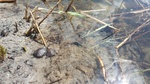 Młode żółwie wypuszczone w 2019 r./fot. M. Kurowski