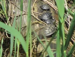 Młode żółwie wypuszczone do środowiska w 2018 r./fot. M. Kurowski