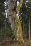 Najstarsze drzewo w rezerwacie Zwierzyniec - dąb szypułkowy/ fot. M. Kalbarczyk