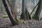 Łęgi olszowo-jesionowe w lokalnym zagłębieniu terenowym/fot. M. Kalbarczyk