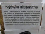Mieszkańcy rezerwatu Stawy Raszyńskie