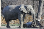 Słonica Buba - słoń afrykański - pomimo zakazu handlu kością słoniową liczebność populacji wciąż maleje. 